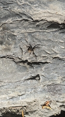 Araneus saevus