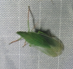 Rhynchomitra microrhina