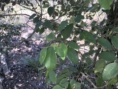 Bridelia leichhardtii