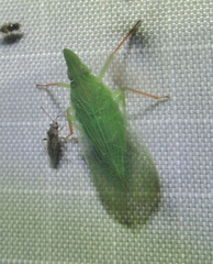 Rhynchomitra microrhina