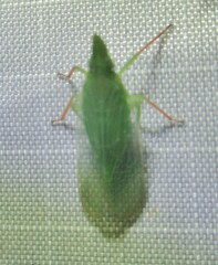 Rhynchomitra microrhina