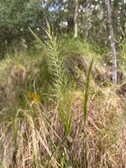 Dichelachne micrantha