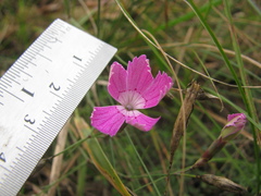 Dianthus campestris