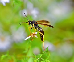 Fuscopolistes