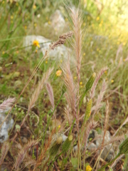 Festuca ambigua