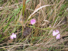 Dianthus campestris