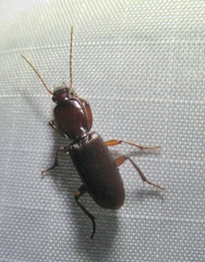 Stenomorphus californicus