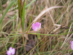 Dianthus campestris