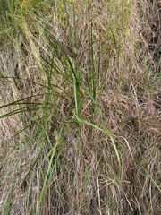 Dichelachne micrantha