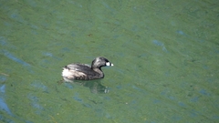 Podilymbus podiceps