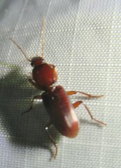 Stenomorphus californicus