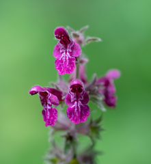 Stachys sylvatica