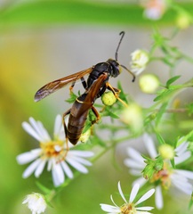 Fuscopolistes