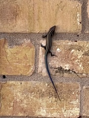 Plestiodon