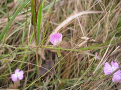 Dianthus campestris