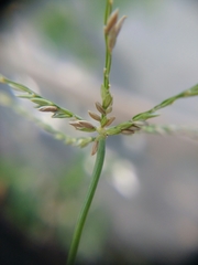 Digitaria sanguinalis