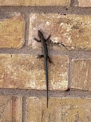 Plestiodon