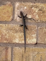 Plestiodon