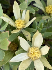 Leucadendron sessile
