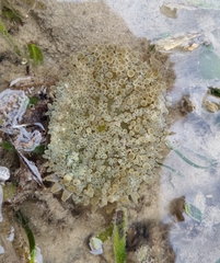 Stichodactyla haddoni