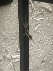 Anolis cristatellus