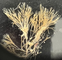 Bugulidae