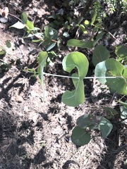 Eucalyptus melanophloia