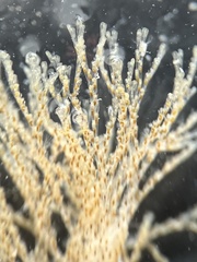 Bugulidae