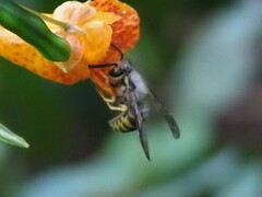 Vespula