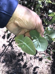 Eucalyptus melanophloia