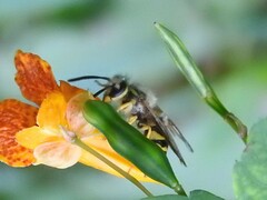 Vespula