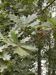 Quercus rubra
