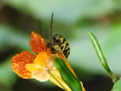 Vespula