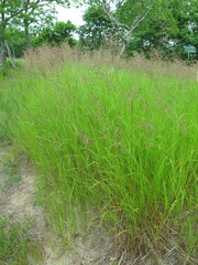 Calamagrostis angustifolia