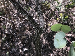 Eucalyptus melanophloia