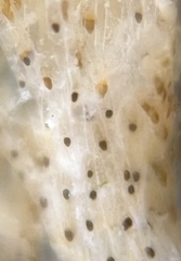 Bugulidae