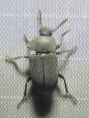 Opatrini