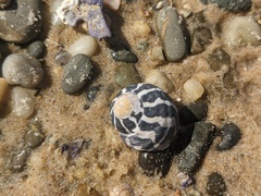 Austrocochlea porcata