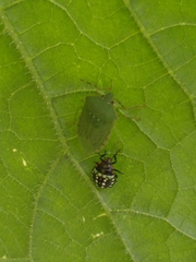 Nezara viridula