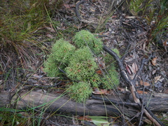 Isopogon ceratophyllus
