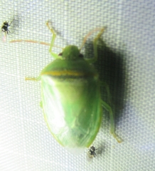 Piezodorus guildinii