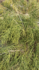 Allenrolfea occidentalis