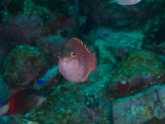 Pseudolabrus luculentus