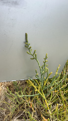 Allenrolfea occidentalis