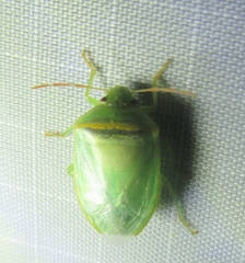 Piezodorus guildinii