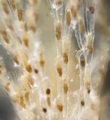 Bugulidae
