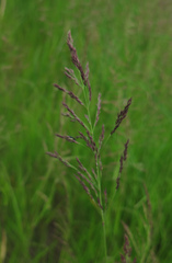 Calamagrostis angustifolia