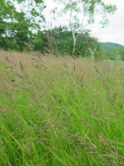 Calamagrostis angustifolia