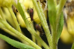 Uroleucon nigrotuberculatum