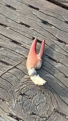 Pacifastacus leniusculus